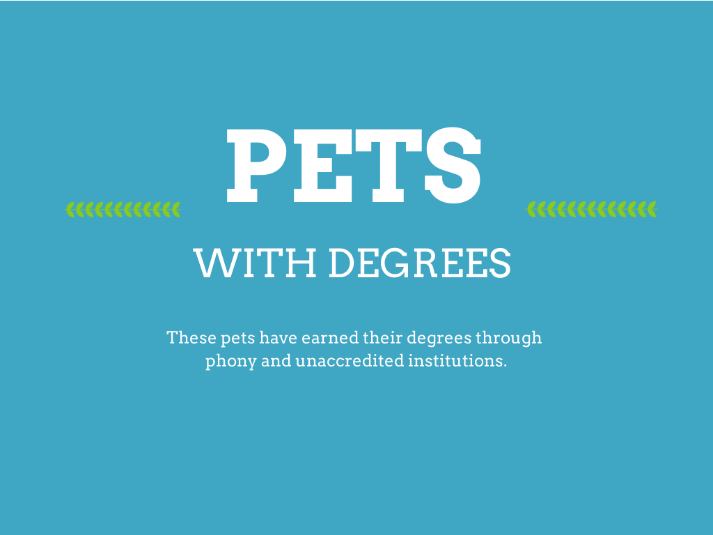 pets with degrees
